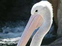 Kaiyuan开元-关于赛后新奥尔良鹈鹕完成体检里尔内部沟通备战社区盾，媒体一致点评：窗口期新疆广汇备战中超的信息